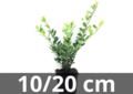 Ilex crenata green hedge 10-15 cm