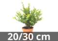 Ilex crenata green hedge 20-30 cm