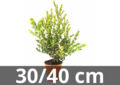 Ilex crenata green hedge 30-40 cm
