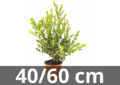Ilex crenata green hedge 40-60 cm