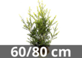 Ilex crenata green hedge root ball 60-80 cm