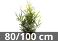 Ilex crenata green hedge motte de terre 80-100 cm