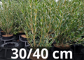 Phillyrea angustifolia &#039;Steenlinde&#039; 30-40 cm