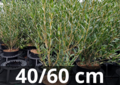Phillyrea angustifolia 40-60 cm