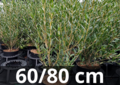 Phillyrea angustifolia 60/80 cm