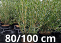 Phillyrea angustifolia 80/100 cm