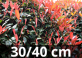 Photinia Fraseri &#039;carr&eacute; rouge&#039; 30-40 cm - Glansmispel