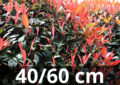 Photinia Fraseri &#039;carr&eacute; rouge&#039; 40-60 cm - Glansmispel