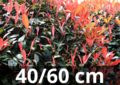 Photinia Fraseri &#039;carr&eacute; rouge&#039; 40-60 cm