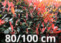 Photinia Fraseri &#039;carr&eacute; rouge&#039; 80-100 cm - Glansmispel