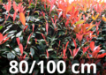 Photinia Fraseri &#039;carr&eacute; rouge&#039; 80-100 cm