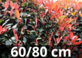 Photinia Fraseri &#039;carr&eacute; rouge&#039; 60-80 cm - Glansmispel
