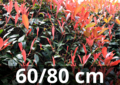 Photinia Fraseri &#039;carr&eacute; rouge&#039; 60-80 cm