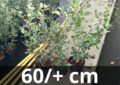 Quercus ilex - steeneik haag - 60 cm