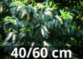 Prunus lusitanica &#039;angustifolia&#039;-portugese laurier 40-60 cm