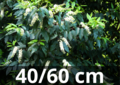 Prunus lusitanica &#039;angustifolia&#039; - Portugese laurier 40-60 cm