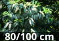 Prunus lusitanica &#039;angustifolia&#039;-portugese laurier 80-100 cm