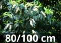 Prunus lusitanica &#039;angustifolia&#039; - Portugese laurier 80-100 cm