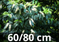 Prunus lusitanica &#039;angustifolia&#039;-portugese laurier 60-80 cm