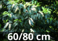 Prunus lusitanica &#039;angustifolia&#039; - Portugese laurier 60-80 cm
