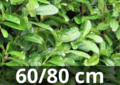 Prunus Laurocerasus &#039;Rotundifolia&#039; 60-80 cm