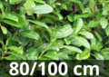 Prunus Laurocerasus &#039;Rotundifolia&#039; - laurierkers 80-100 cm