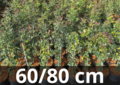 Ilex aquifolium (pot) 60-80 cm (gestokt) - wilde/gewone hulst