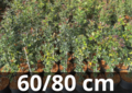 Ilex aquifolium (pot) 60-80 cm 