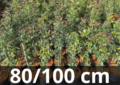 Ilex aquifolium (pot) 80-100 cm (gestokt) - wilde/gewone hulst