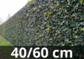 Hedera hibernica - klimop - gestokt 40-60 cm