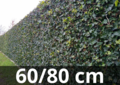 Hedera hibernica - klimop - gestokt 60-80 cm