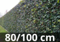 Hedera hibernica - ivy - with stick 80-100 cm