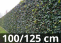 Hedera hibernica - ivy - with stick 100-125 cm