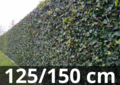 Hedera hibernica - ivy - with stick 125-150 cm
