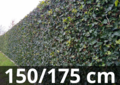 Hedera hibernica - ivy - with stick 150-175 cm