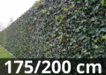 Hedera hibernica - klimop - gestokt 175-200 cm