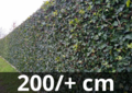 Hedera hibernica - ivy - with stick 200/+ cm