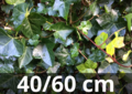 Hedera hibernica - Efeu -  40-60 cm