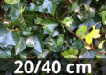 Hedera hibernica - klimop - niet gestokt 20/40 cm