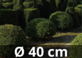 Taxus Baccata boule 40/+ cm