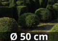 Taxus Baccata boule 50/+ cm