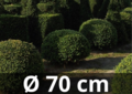 Taxus Baccata boule 70/+ cm