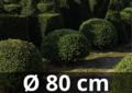 Taxus Baccata boule 80/+ cm