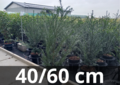 Taxus Baccata 40-60 cm (pot)