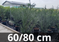 Taxus Baccata 60-80 cm (pot)