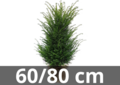 Taxus Baccata root ball 60-80 cm