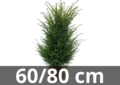 Taxus Baccata motte de terre 60-80 cm