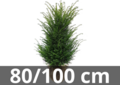 Taxus Baccata motte de terre 80-100 cm