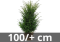 Taxus Baccata motte de terre 100/+ cm
