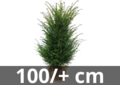 Taxus Baccata in kluit 100/+ cm